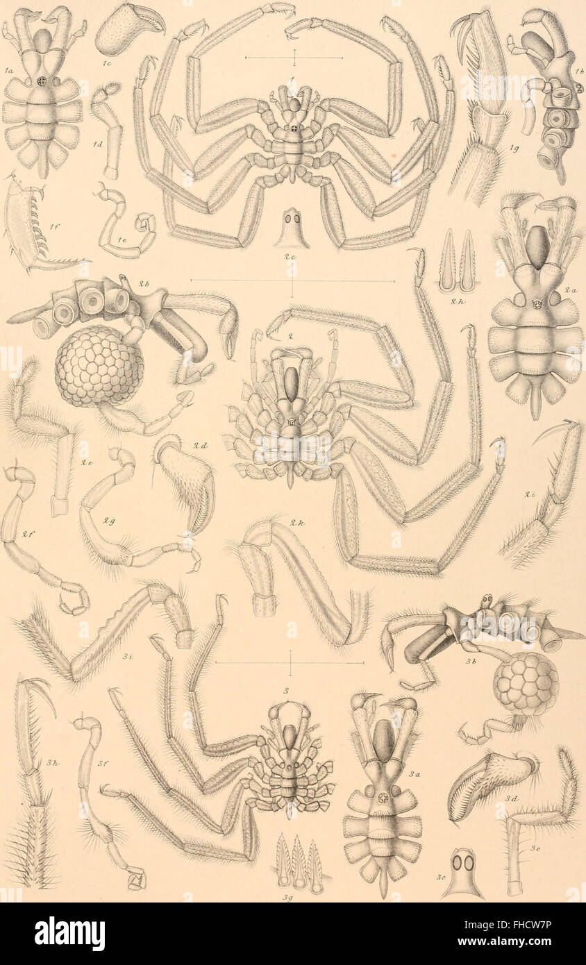 Un rapporto dettagliato sulla spedizione norvegese del Mare del Nord condotta tra il 1876 e il 1878, documentando studi scientifici marini e artici. Foto Stock