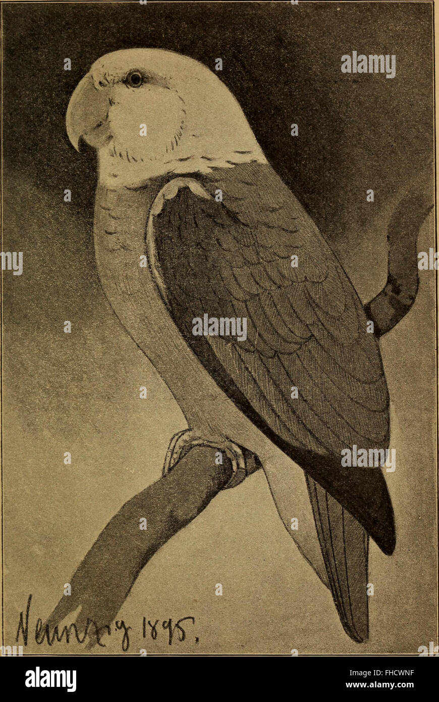 Un resoconto di storia naturale del pappagallo grigio del 1896, esplorandone il comportamento, l'habitat e l'ecologia, con descrizioni e illustrazioni dettagliate. Foto Stock