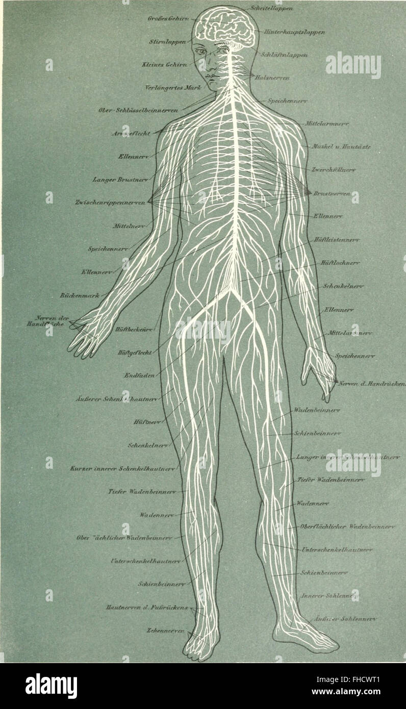 Un'opera dell'antropologo tedesco Ernst Haeckel, incentrata sull'evoluzione umana e sulla biologia, esplorando il concetto di specie umana alla fine del XIX secolo. Foto Stock