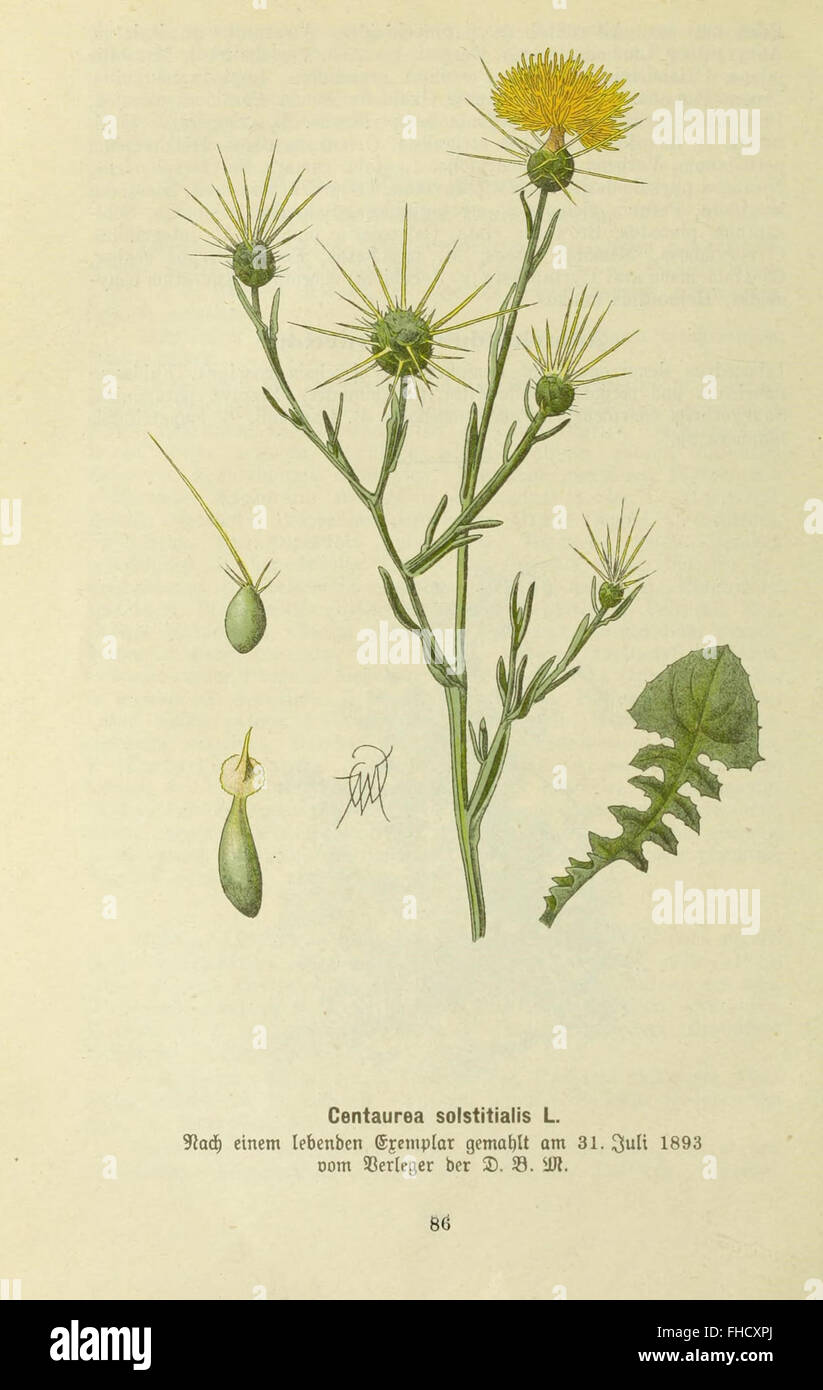 Deutsche botanische Monatsschrift Foto Stock