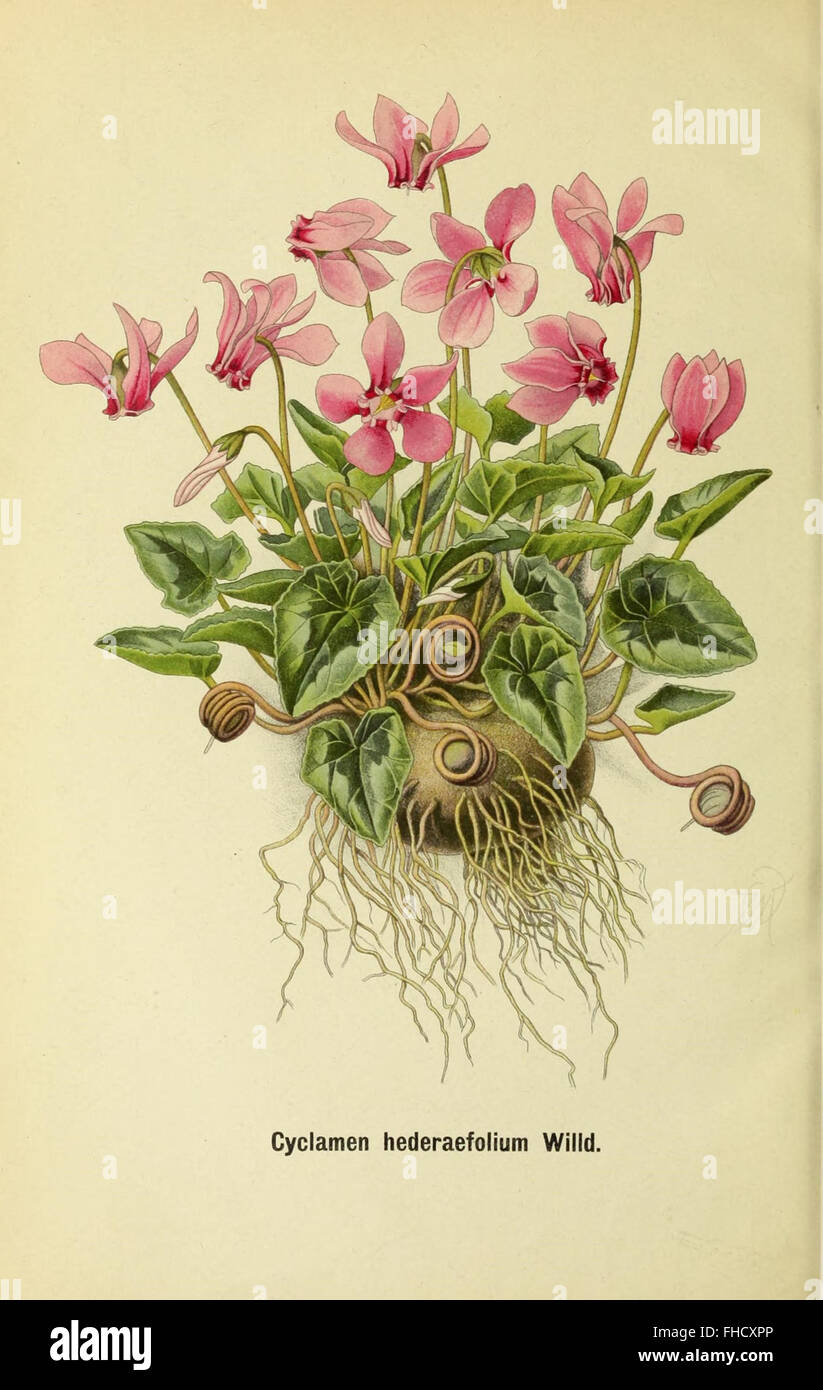 Deutsche botanische Monatsschrift Foto Stock