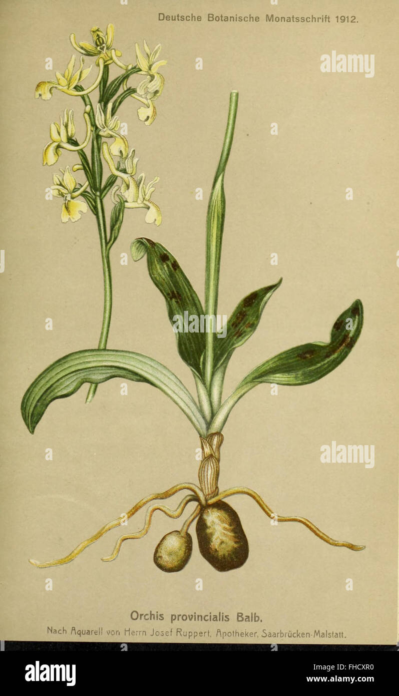 Deutsche botanische Monatsschrift Foto Stock