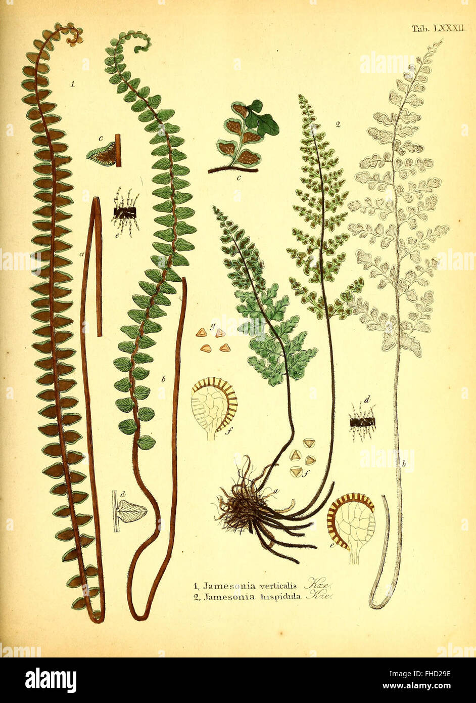 Die FarrnkrC3A4utero in kolorirten Abbildungen naturgetreu ErlC3A4utert und Beschrieben (1840) Foto Stock