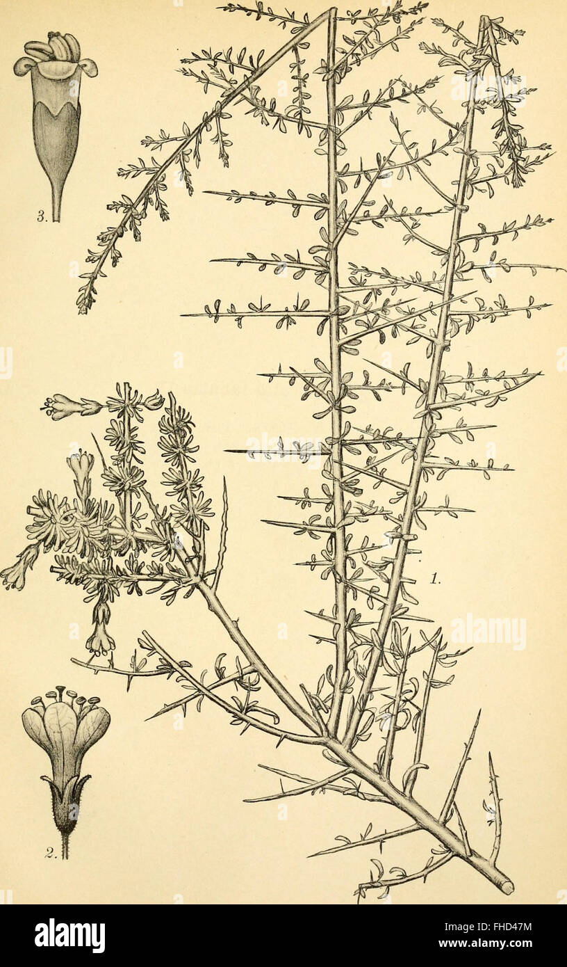 Piante vascolari della regione Magellanica; insieme a un contributo alla Flora della costa orientale della Patagonia (1900) Foto Stock