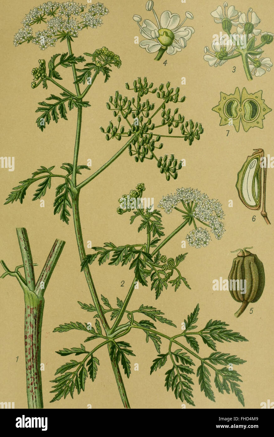 Piante velenose della Germania, 1910 Foto Stock