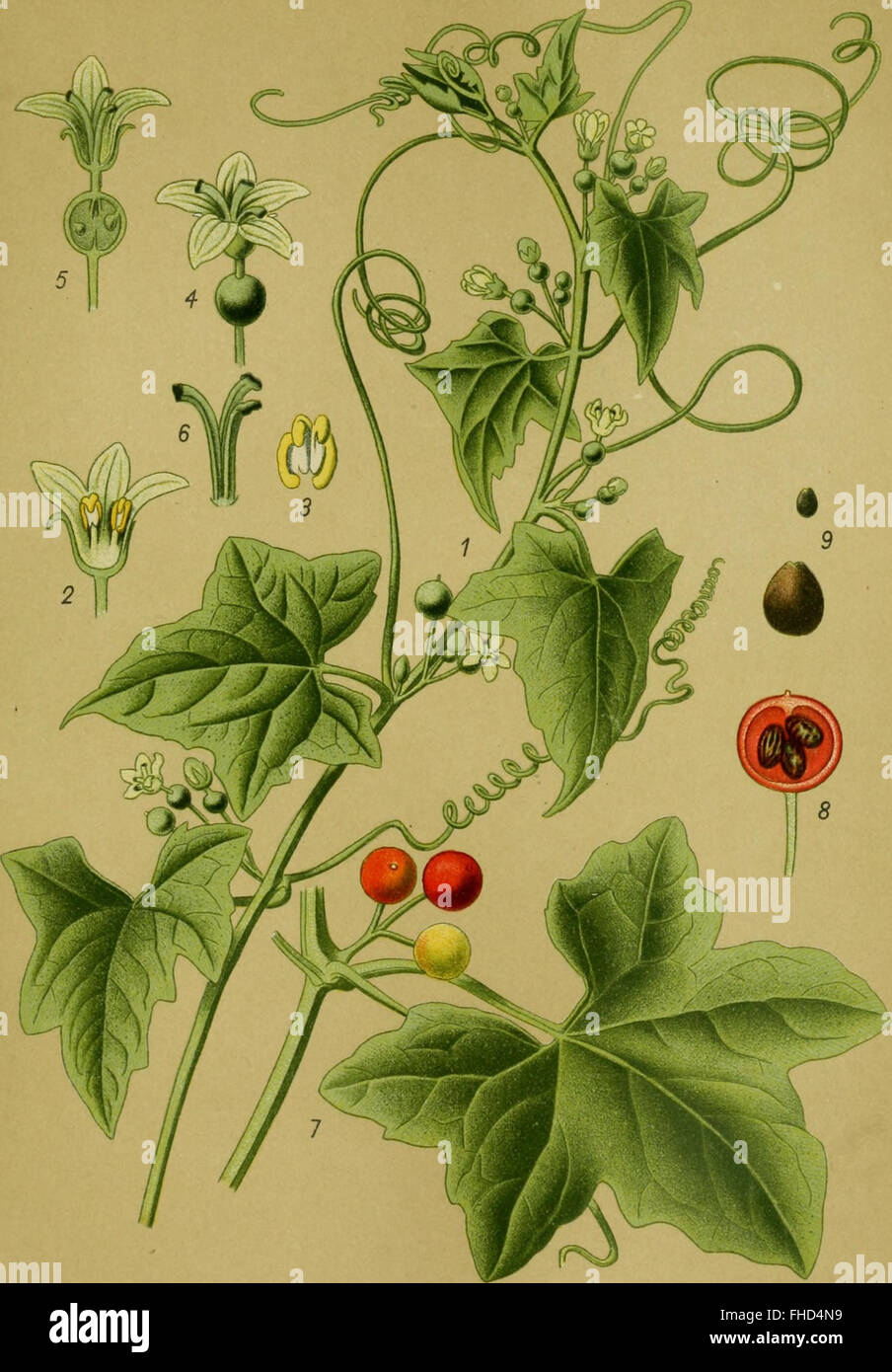 Piante velenose della Germania (1910) Foto Stock