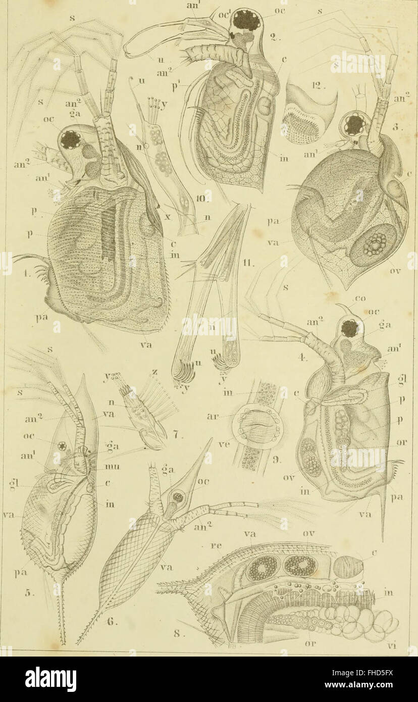 Un lavoro scientifico del 1866, che categorizza e illustra le classi e gli ordini degli artropodi, concentrandosi sulla tassonomia e la classificazione biologica. Foto Stock