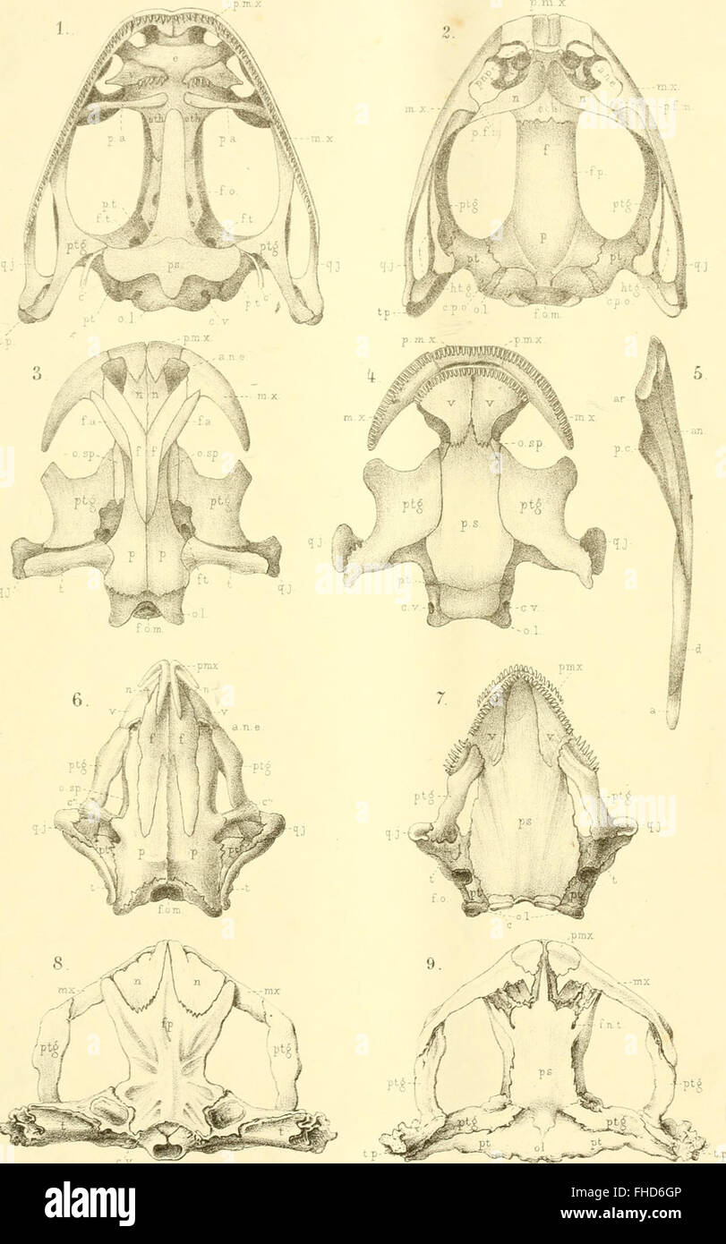 Die Klassen und Ordnungen des Thier-Reichs, Wissenschaftlich Dargestellt in Wort und Bild (1873-1878) Foto Stock