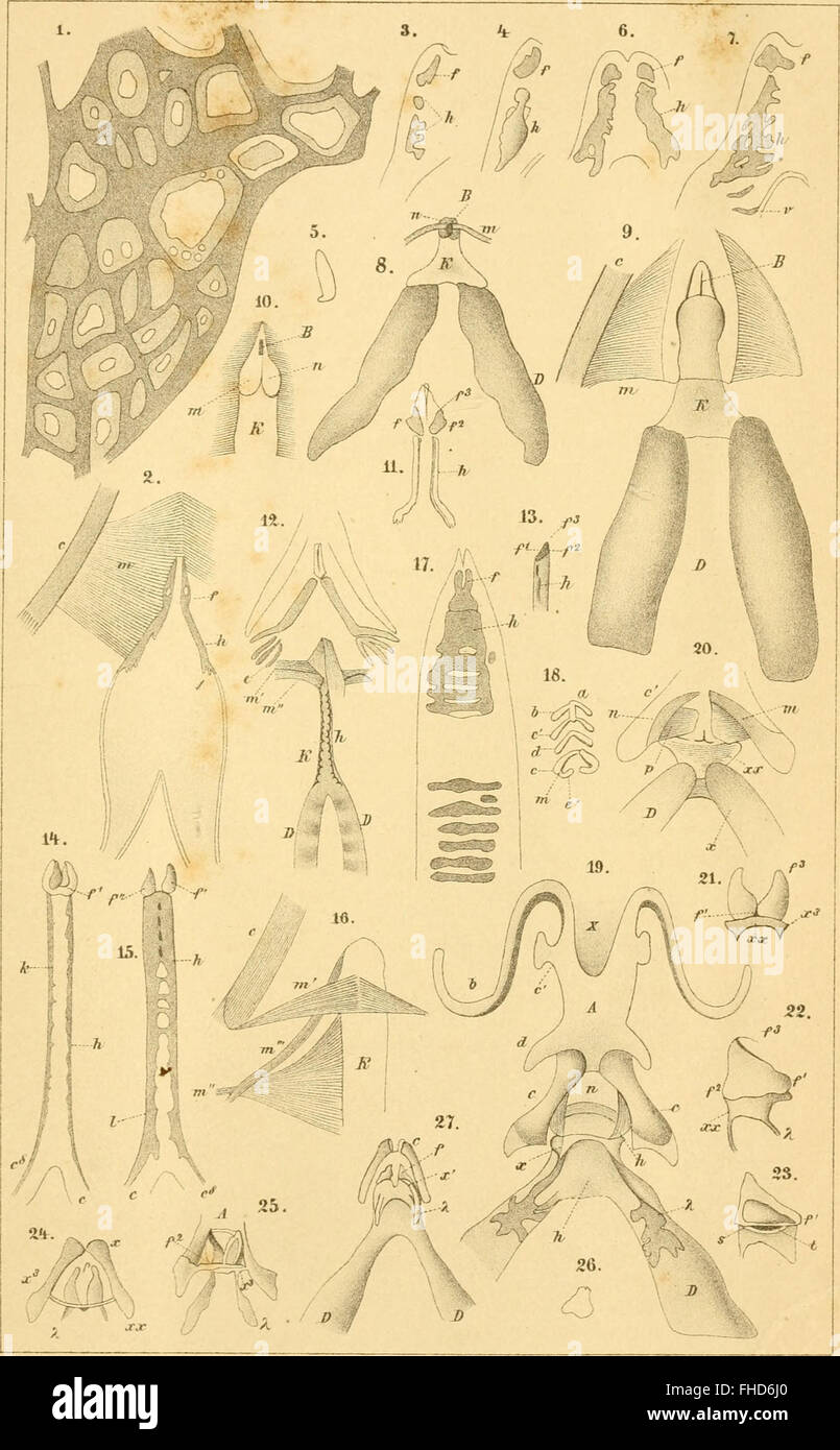 Un'opera scientifica del 1873-1878 che classifica sistematicamente il regno animale (Animalia) in varie classi e ordini, con illustrazioni per ciascuno. Foto Stock