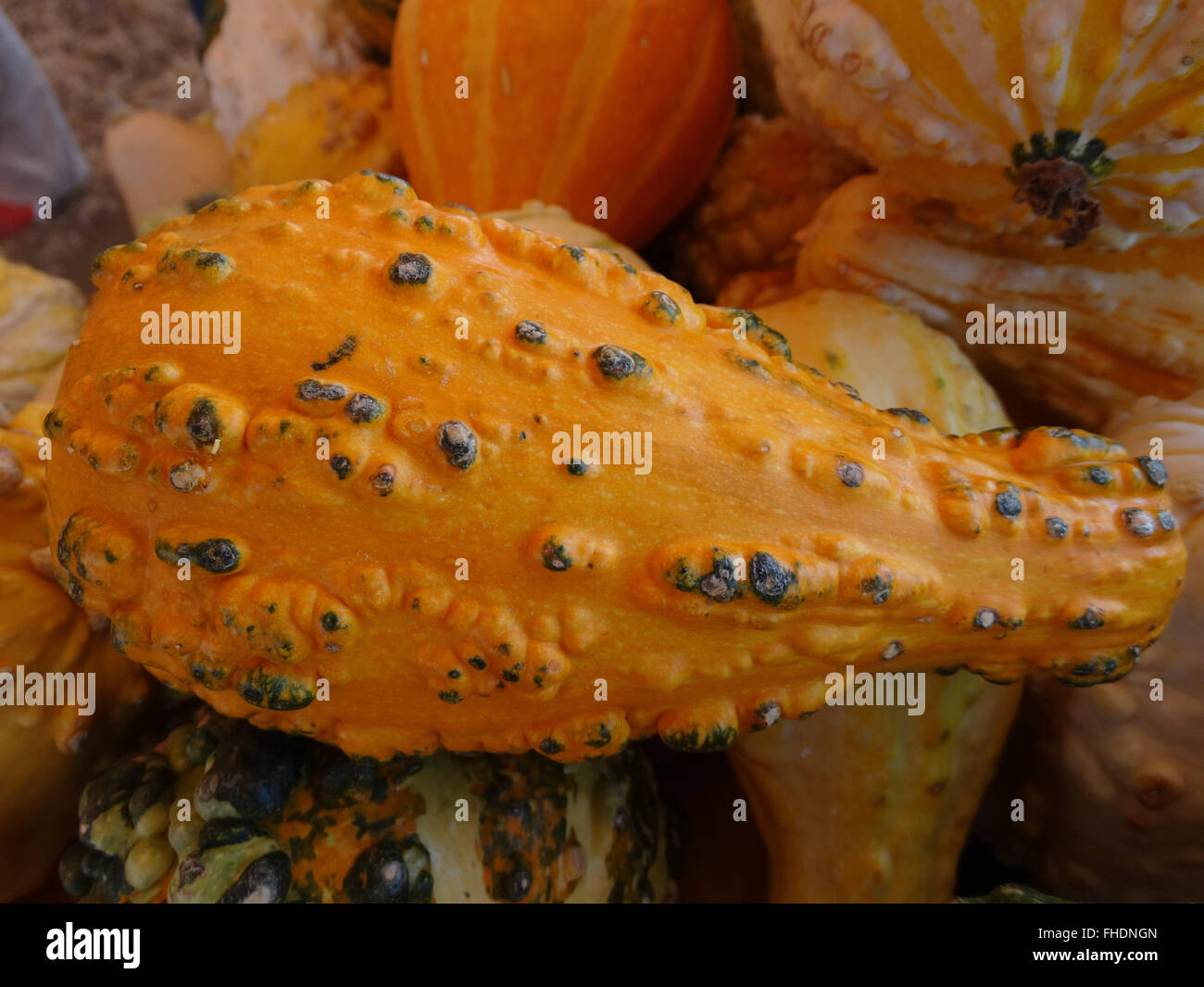 Cucurbita pepo, presenta verrucosa gourd, zucca ornamentale con si restringe gradualmente il collo, presenta verrucosa superficie, giallo, decorazioni del festival Foto Stock