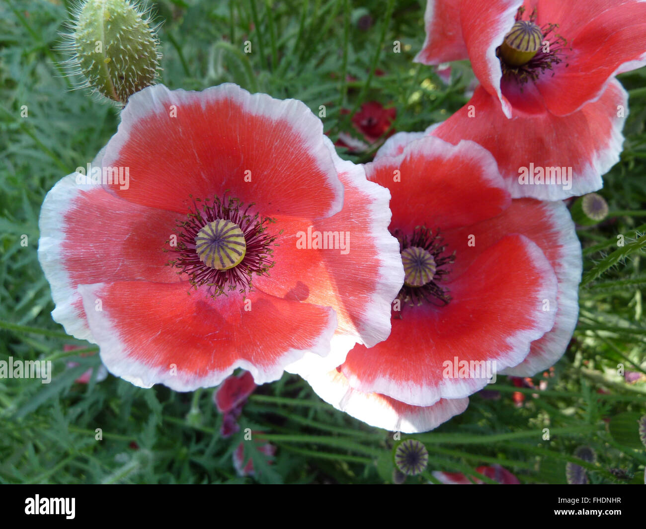 Papaver rhoeas, comune papavero, erbe ornamentali con pinnately dissezionati lascia, Pelosa, fiori di colore rosso con il bianco emarginati petali, fr Foto Stock