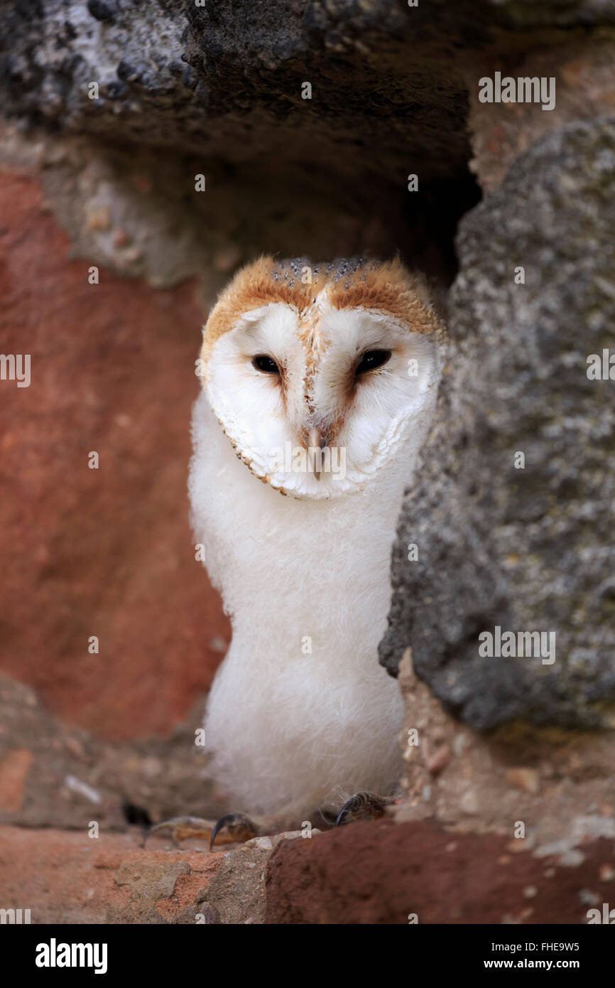 Il barbagianni, giovane, Pelm, Kasselburg, Eifel, Germania, Europa / (Tyto alba) Foto Stock