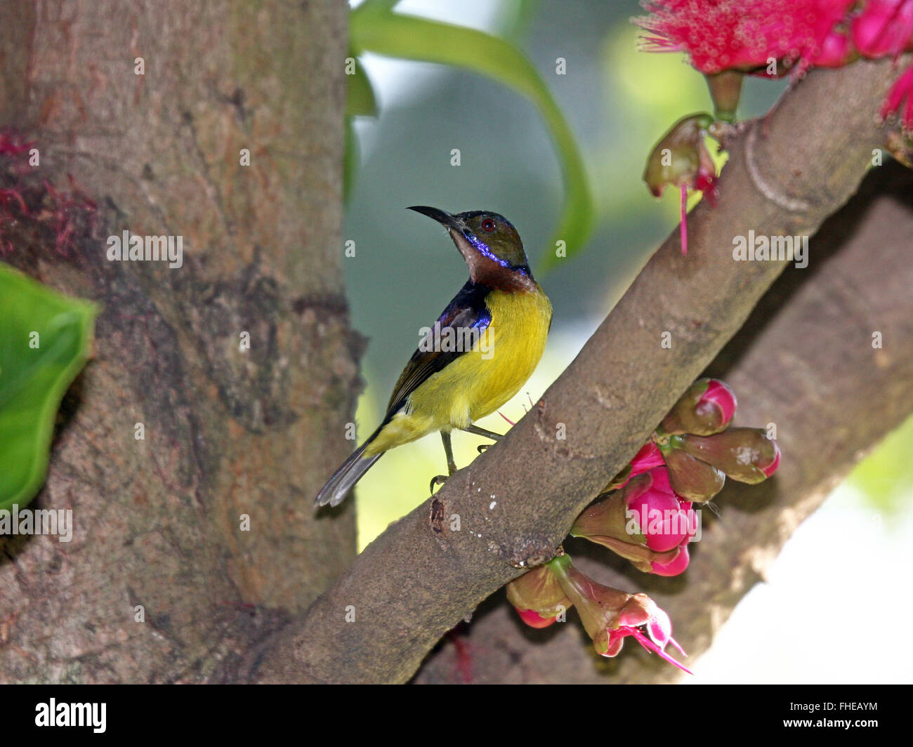 Un maschio marrone-throated Sunbird su un ramo di una rosa mela albero in un giardino nella periferia di Bangkok, Thailandia Foto Stock