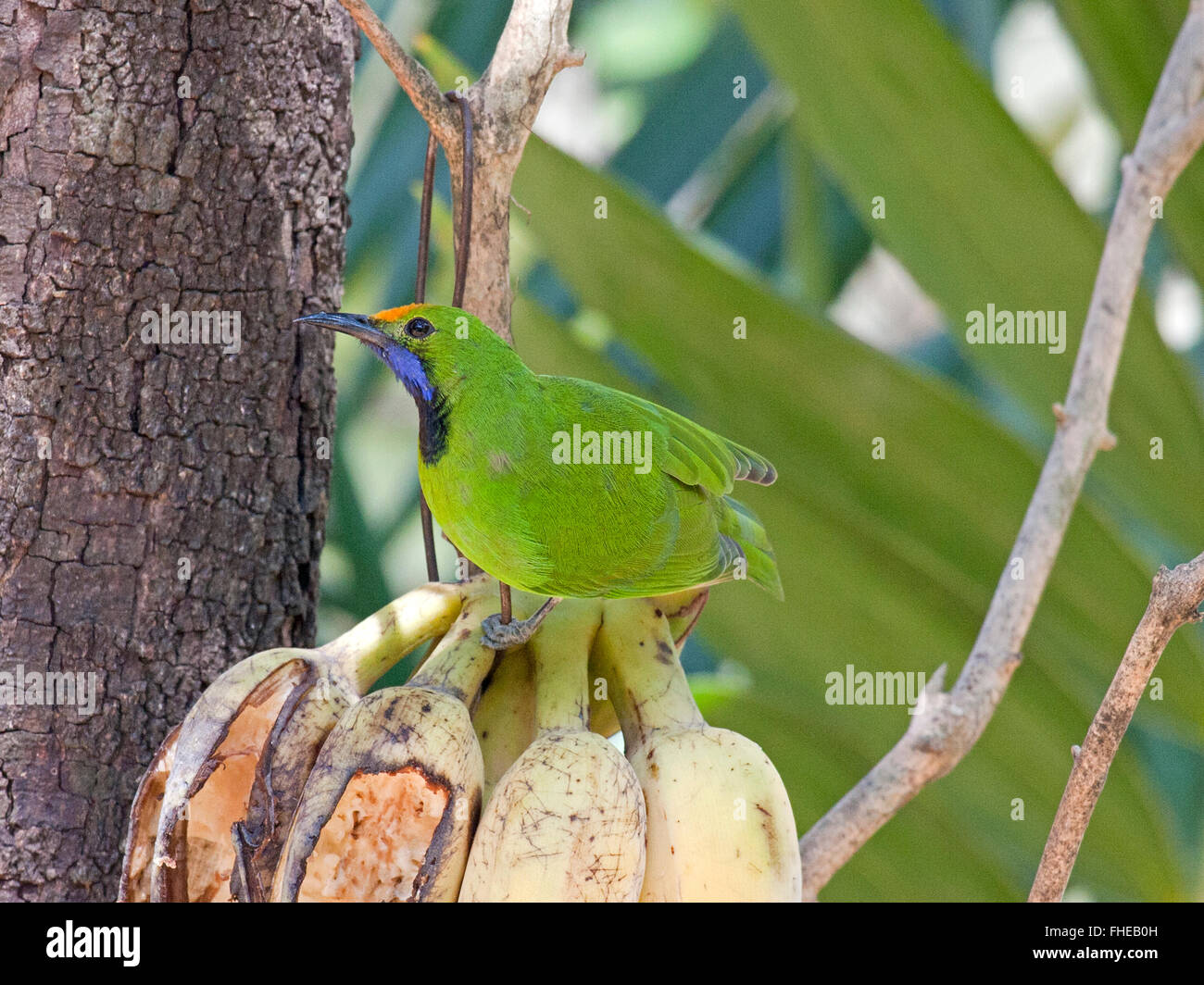 Un arancione-fronteggiata Leafbird (Chloropsis aurifrons) arroccato su una delle banane nella foresta thailandese Foto Stock