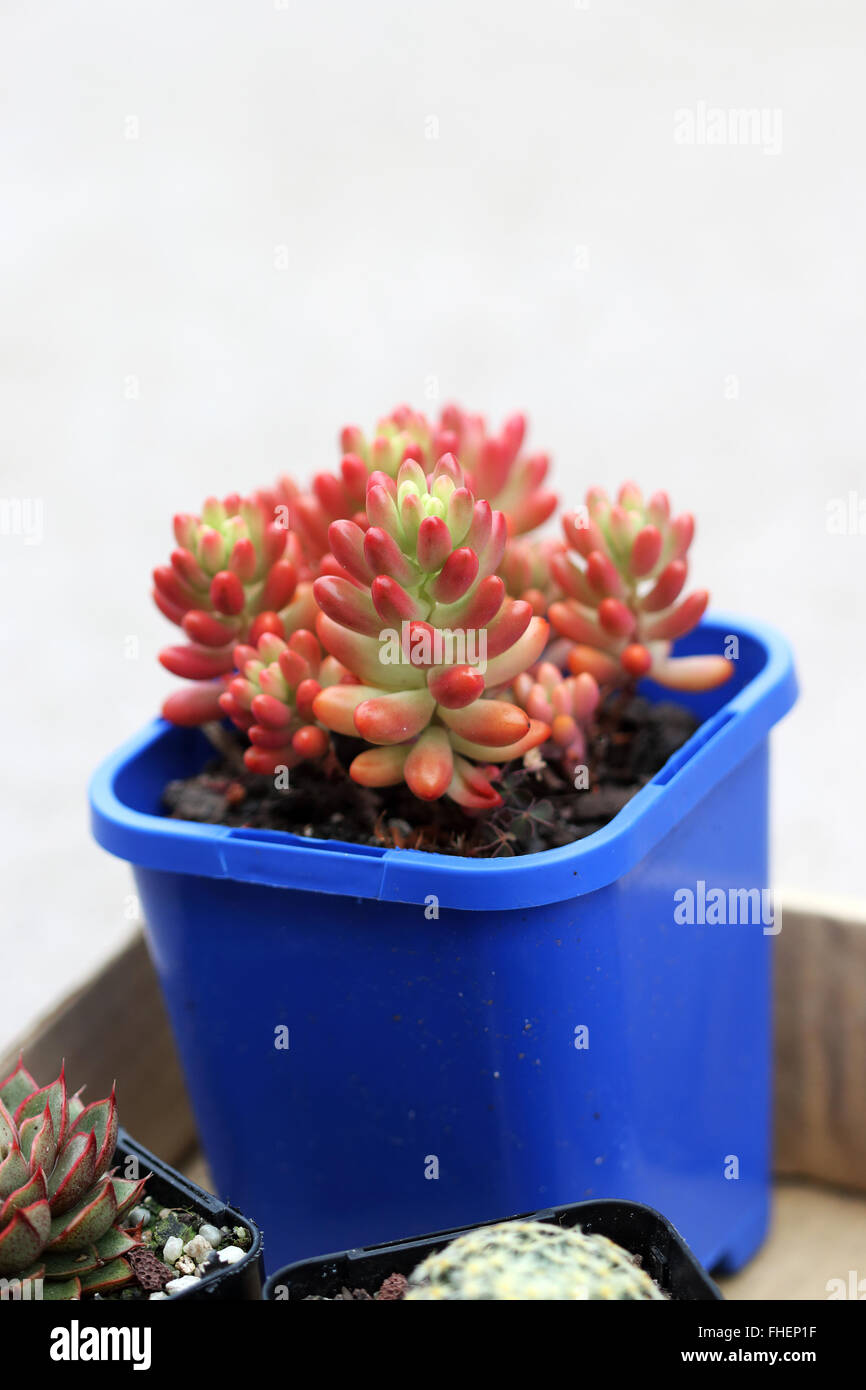 Sedum rubrotinctum o Sedum rubrotinctum × o anche conosciuto come la gelatina pianta di fagiolo Foto Stock Sedum rubrotinctum o Sedum rubrotinctum × o anche conosciuto come la gelatina pianta di fagiolo Foto Stock