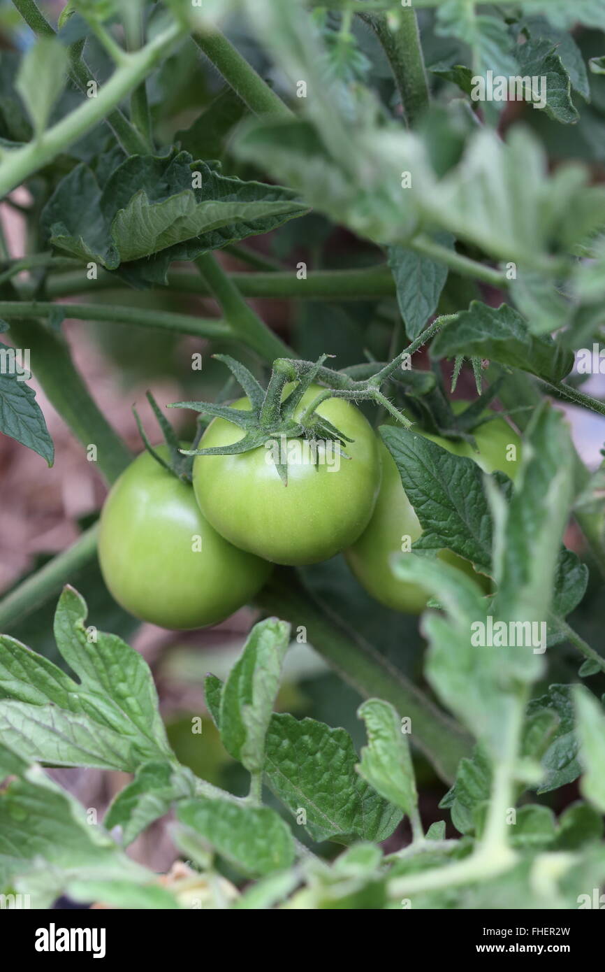 Pomodori acerbi sull'albero vite Foto Stock