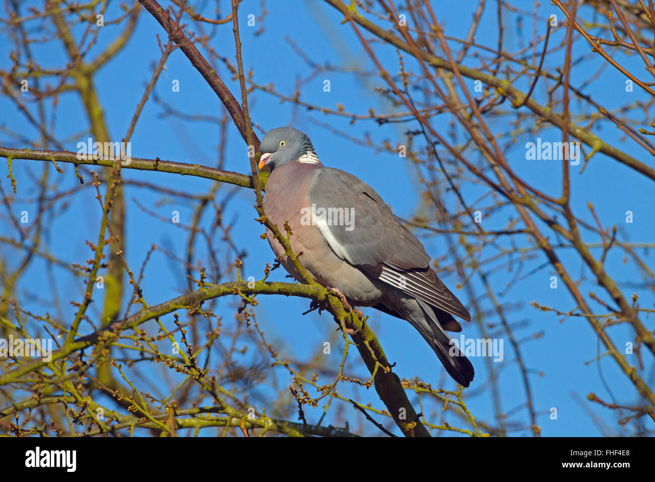 Colombaccio Columba palumbus in terreni agricoli hedge contro un colore blu cielo Foto Stock