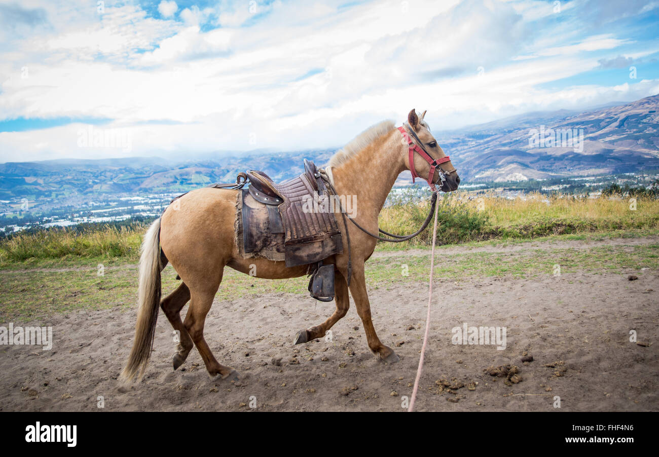 Cavallo nell'azione Foto Stock