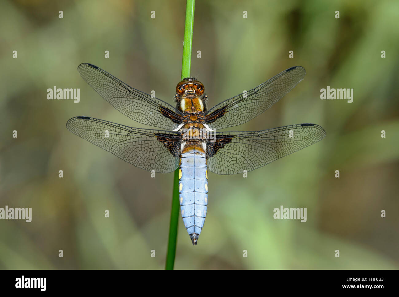 Ampia corposo chaser (Libellula depressa), maschio, famiglia libellulidae (Libellulidae), il Cantone di Ginevra, Svizzera Foto Stock