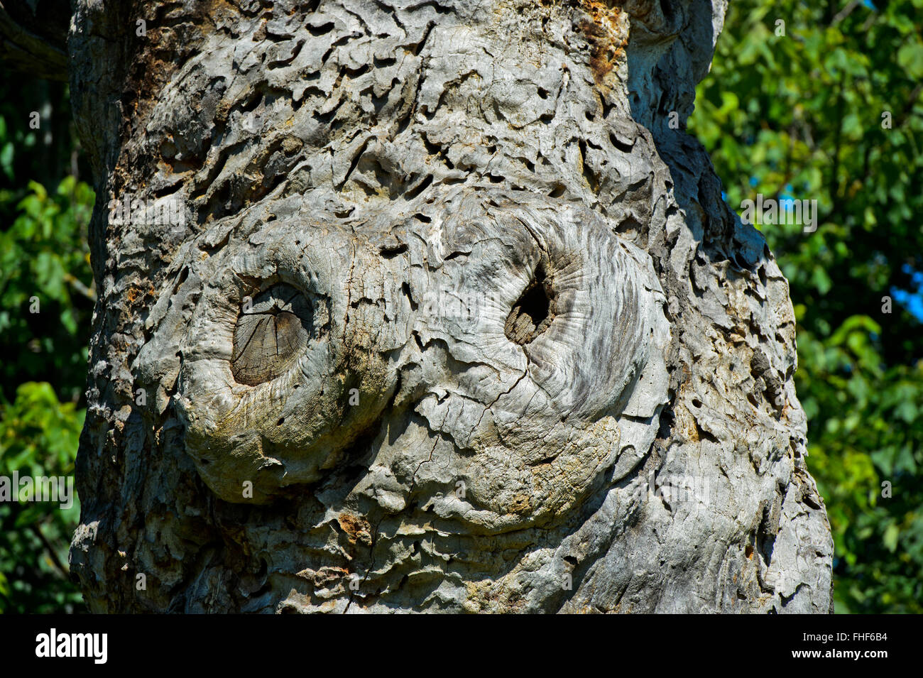 Corteccia di masticare i marchi di insetti su un albero morto, legno morto, Giardino Botanico, Ginevra, Svizzera Foto Stock