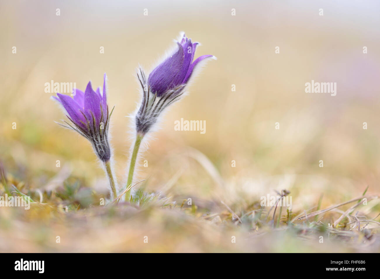 "Pasque comune fiore (pulsatilla vulgaris) che fiorisce in un prato, Turingia, Germania Foto Stock