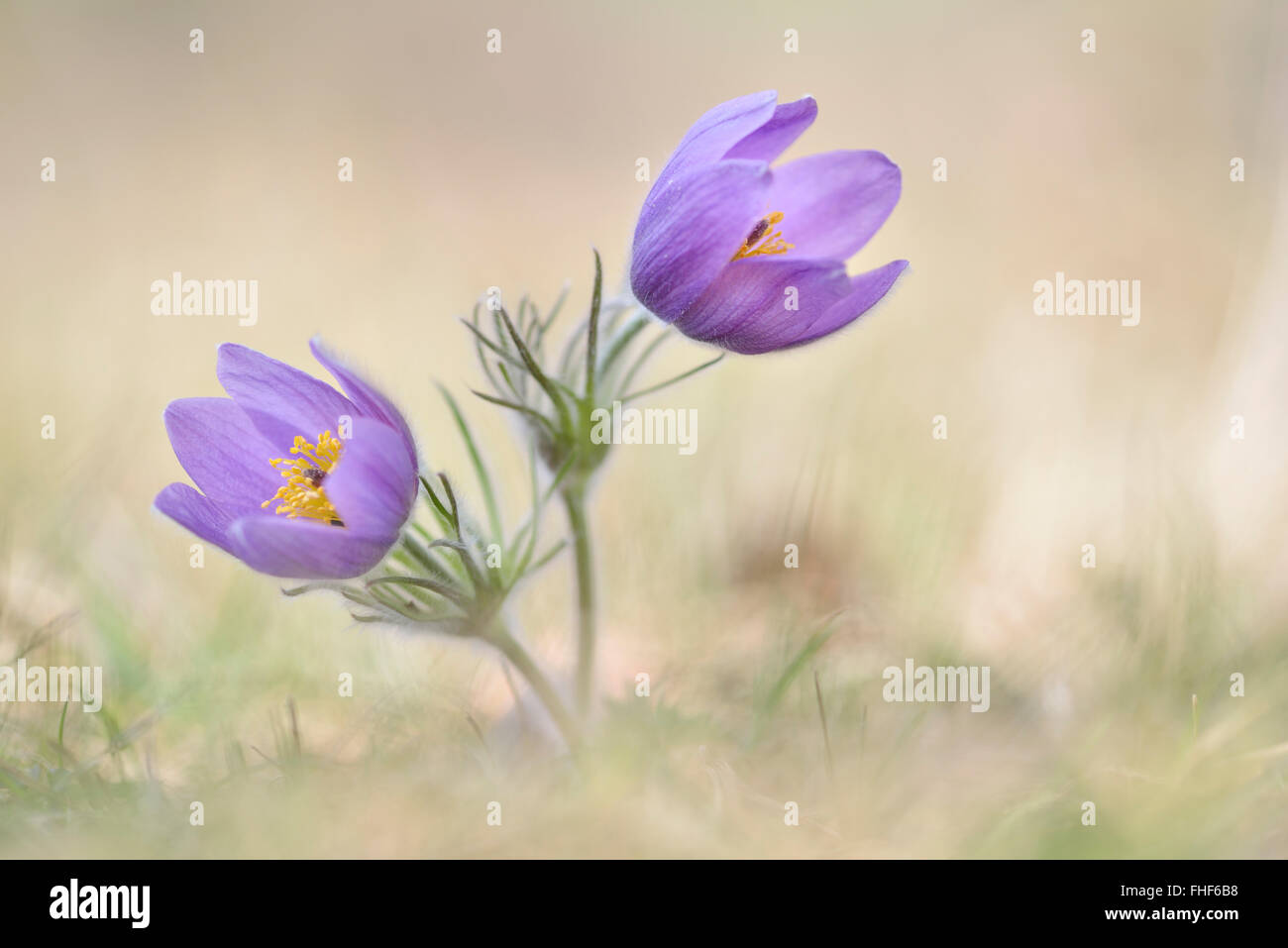 "Pasque comune fiore (pulsatilla vulgaris) che fiorisce in un prato, Turingia, Germania Foto Stock