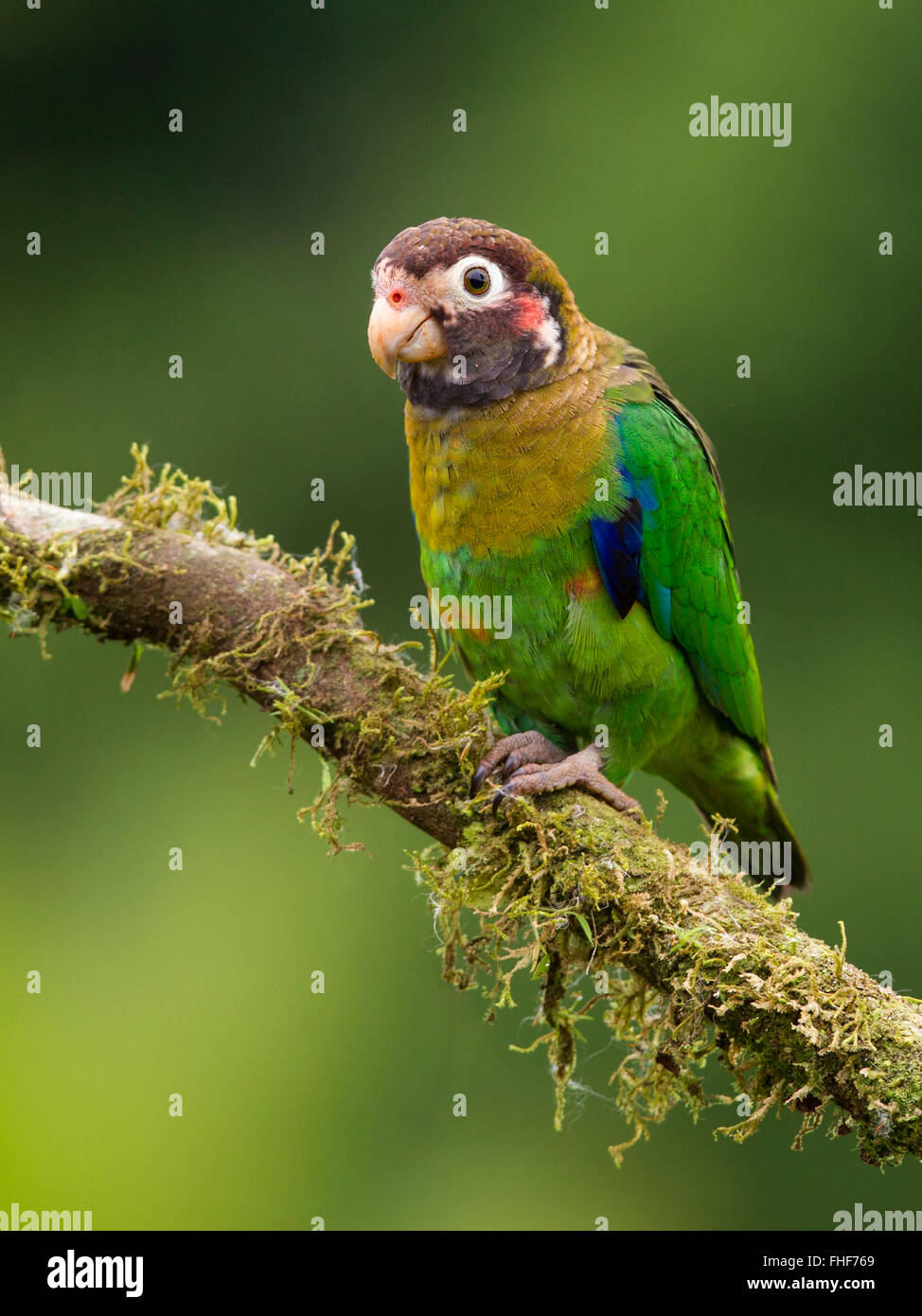 Marrone-incappucciati pappagallo appollaiato sul ramo Foto Stock
