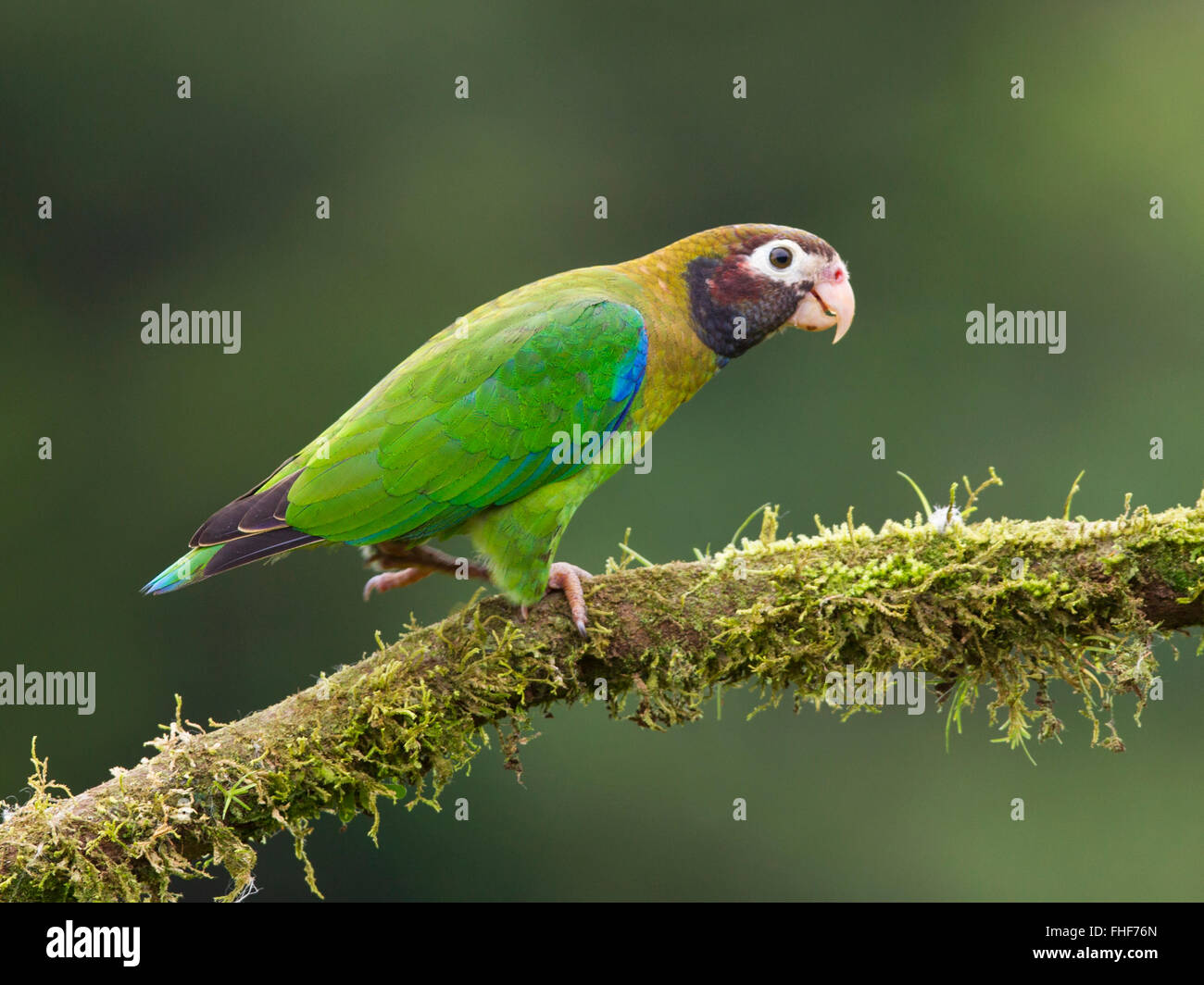 Marrone-incappucciati pappagallo appollaiato sul ramo Foto Stock