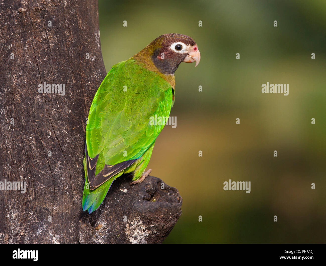 Marrone-incappucciati pappagallo appollaiato su albero Foto Stock