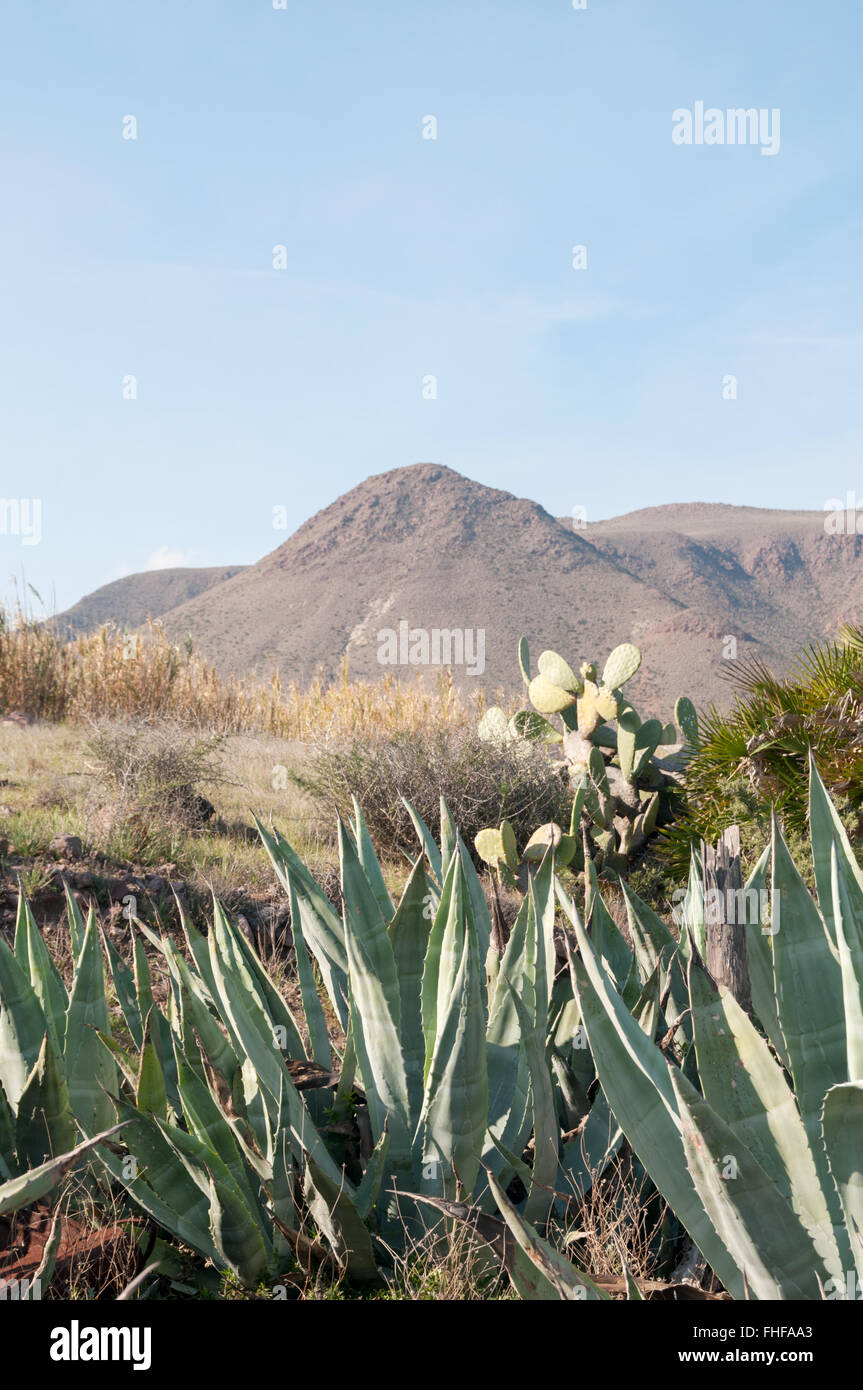 Montagne e cactus come visto dalla spiaggia Playa del Arco, Los Escullos, Parco Nazionale Cabo de Gata Nijar,, Almeria, Spagna Foto Stock