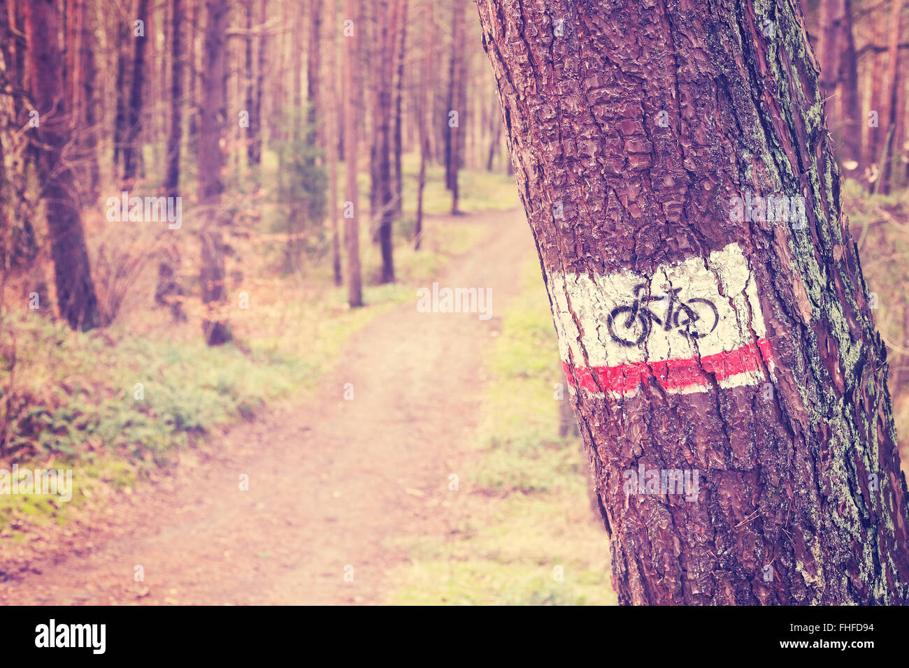 Vintage tonica bike trail sign dipinta su un albero nella foresta. Foto Stock