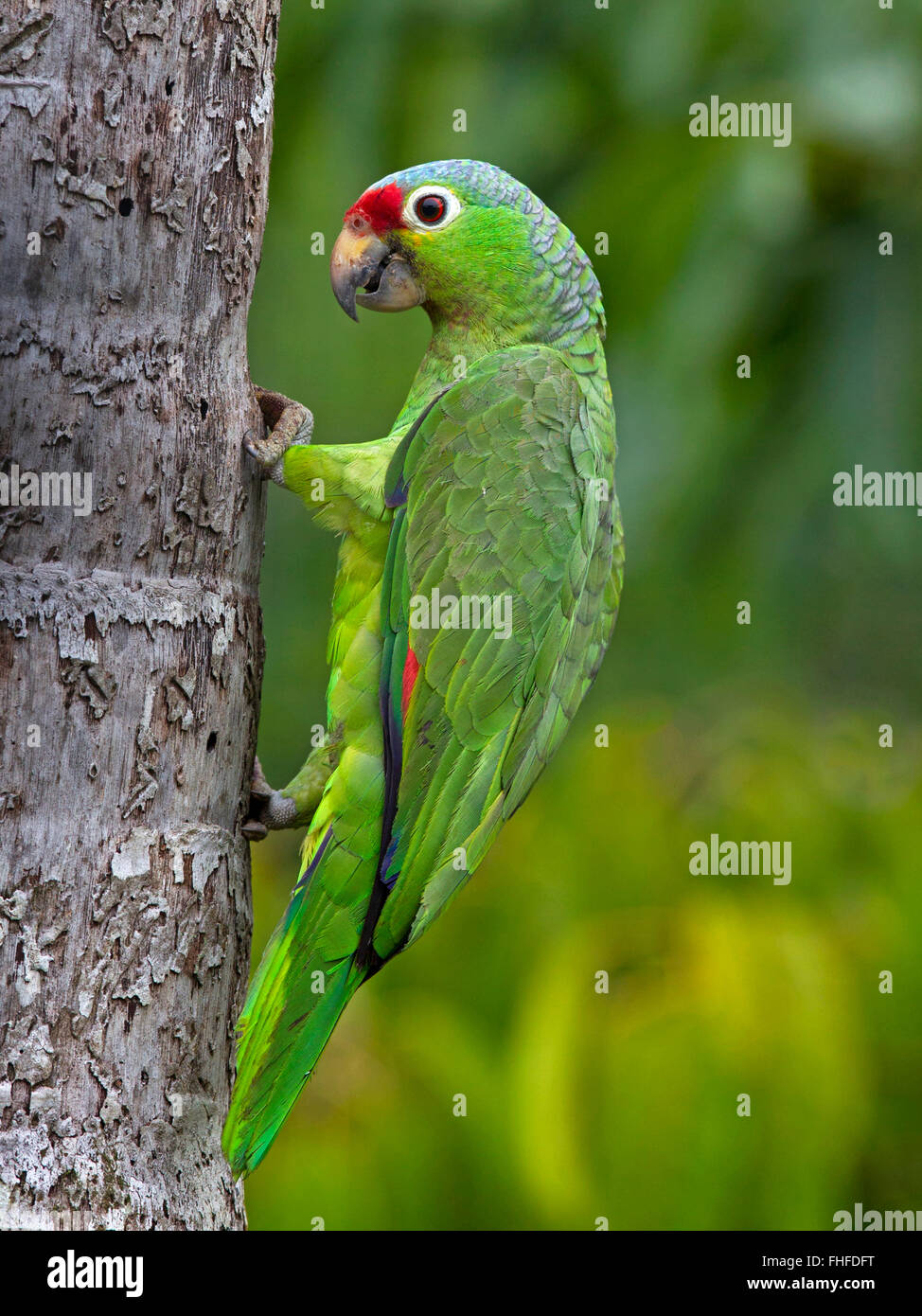 Rosso-lored parrot su albero Foto Stock