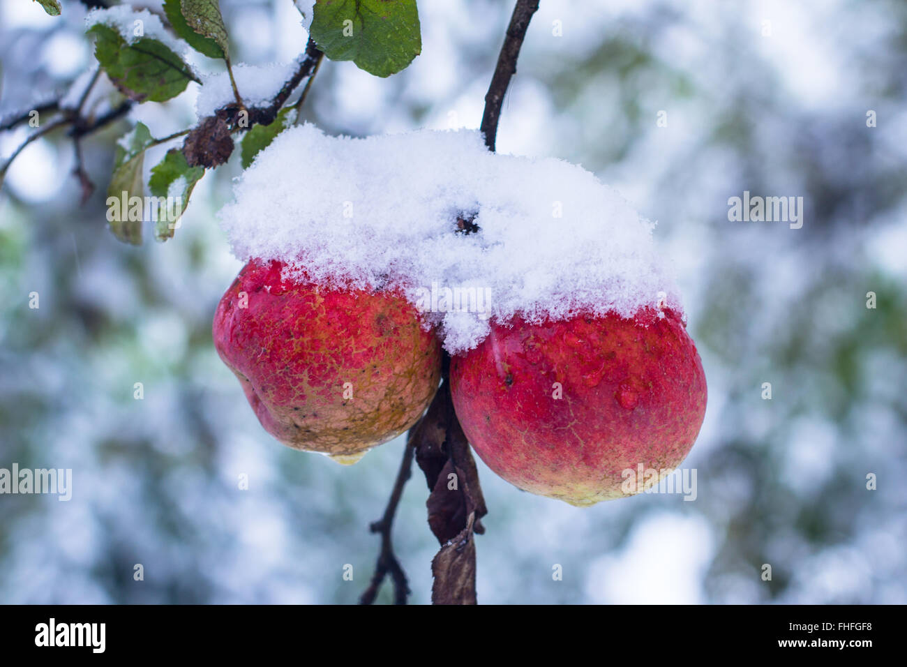 Mele rosse su alberi coperti di neve Foto Stock