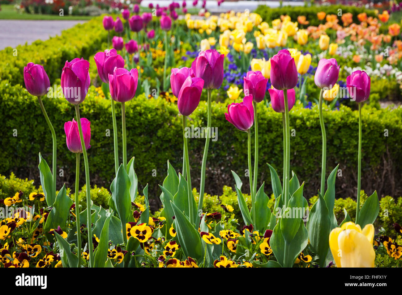 Vicolo di coloratissimi tulipani nel Parc de L'Orangerie, un parco pubblico nella città di Strasburgo, Francia Foto Stock