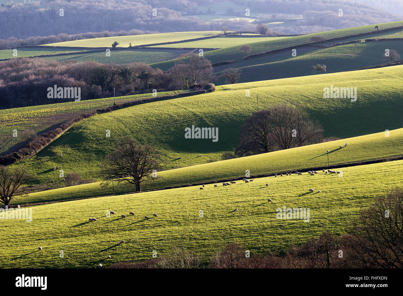 Devon campi nei pressi Dunsford nella valle teign parco nazionale di Dartmoor, campo, paesaggio, albero, prati, pascoli, gate park, AGRI Foto Stock