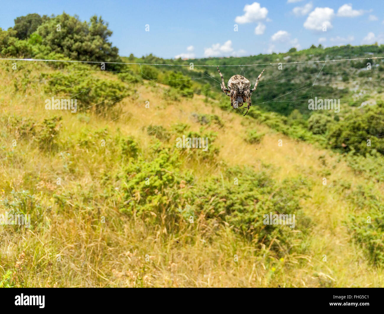 Grande crociera su di una rete con un prato in background Foto Stock