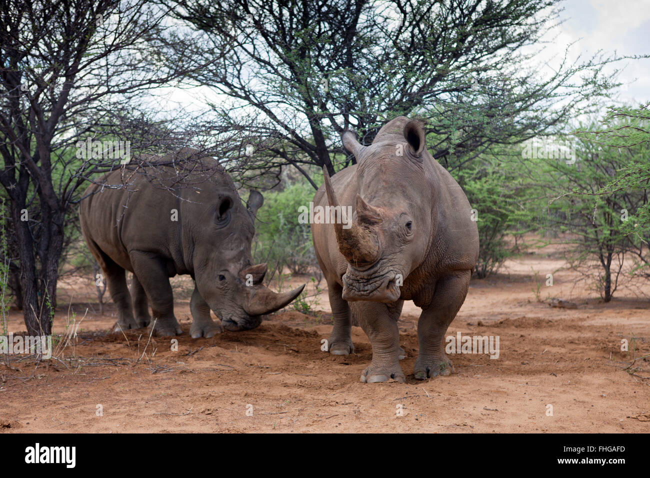 Coppia di Rinoceros bianco, Ceratotherium simum, Namibia Foto Stock