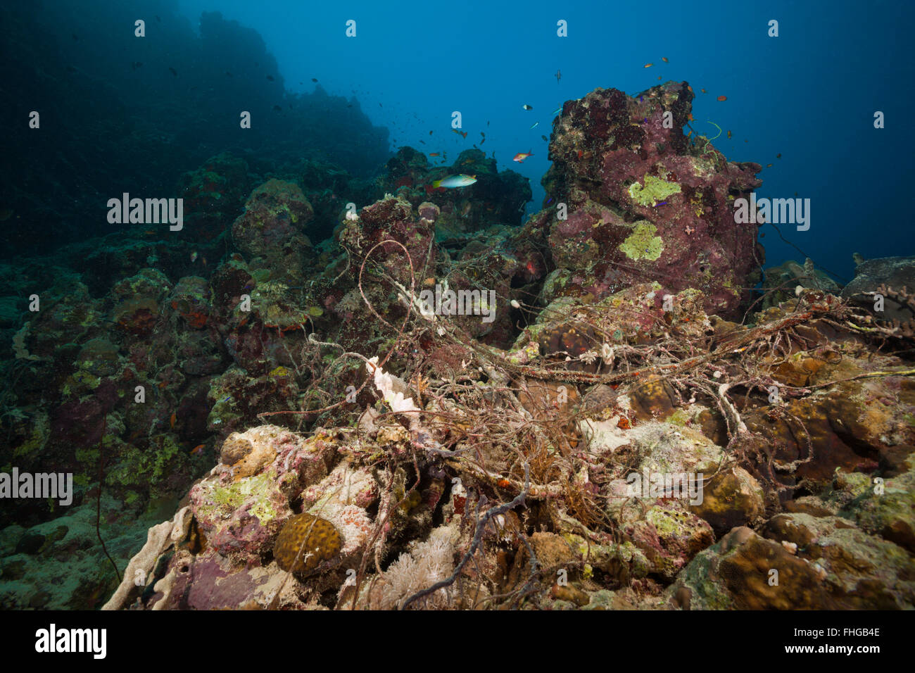 Rete da pesca in Coral Reef, Mar Rosso, Egitto Foto Stock
