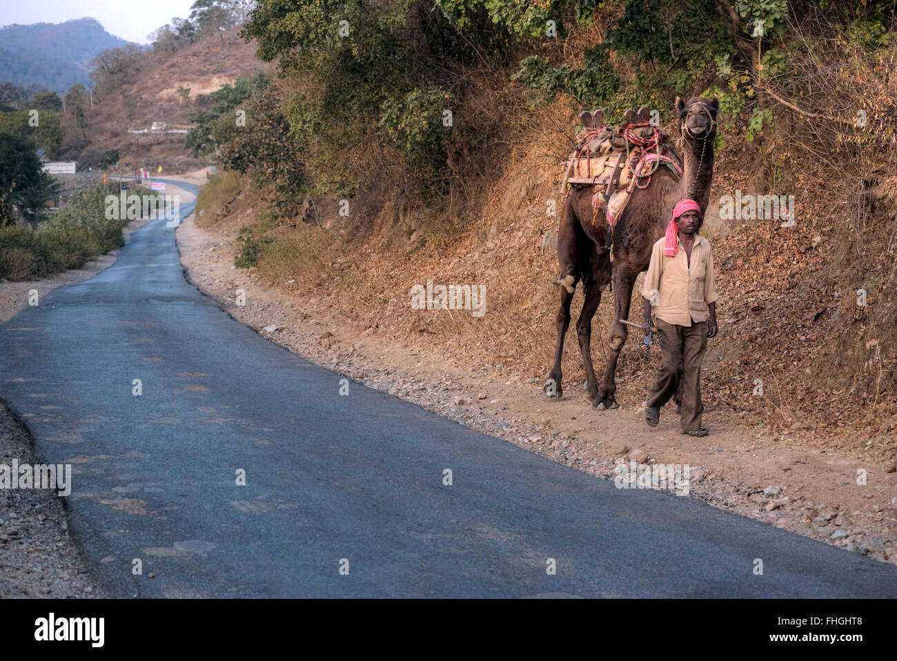 L'uomo con il suo cammello su una strada rurale nel Rajasthan, India Foto Stock