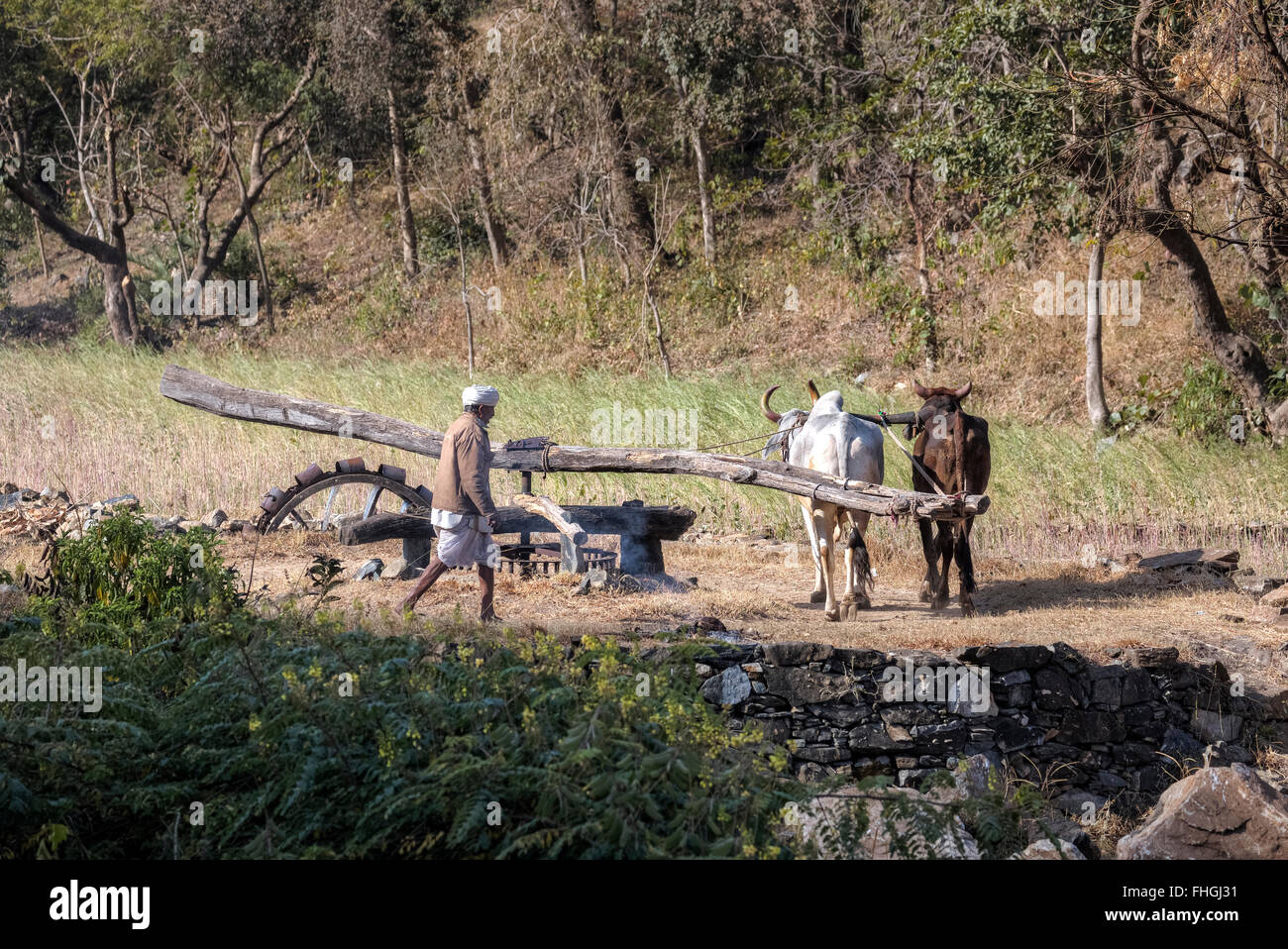 Sistema di irrigazione con acqua pompa, eseguire con uomo e due tori, nel Rajasthan, India Foto Stock