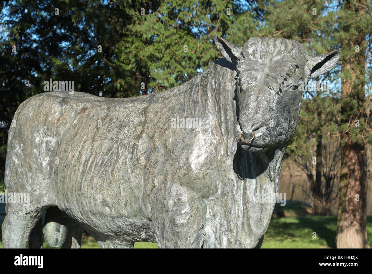 Builth Wells Powys Galles - vita dimensioni scultura in bronzo di un Welsh Black Bull per artista Gavin Fifield Foto Stock