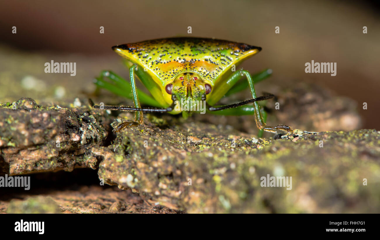 Biancospino shieldbug (Acanthosoma haemorrhoidale). Vero bug nella famiglia Acanthosomatidae su un bastone, con focus su occhi composti Foto Stock