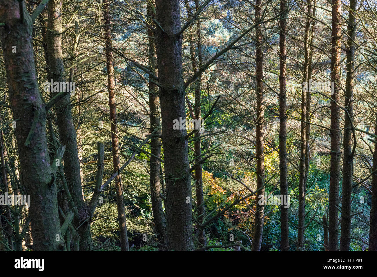 Pino tronchi contro il fitto bosco di conifere alberi in autunno la luce solare, Brockett Booth Plantation, Back Tor, Derbyshire, England, Regno Unito Foto Stock