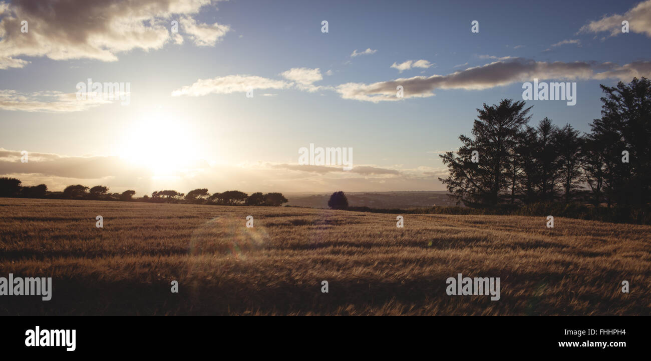 Cielo blu su campi dorati Foto Stock