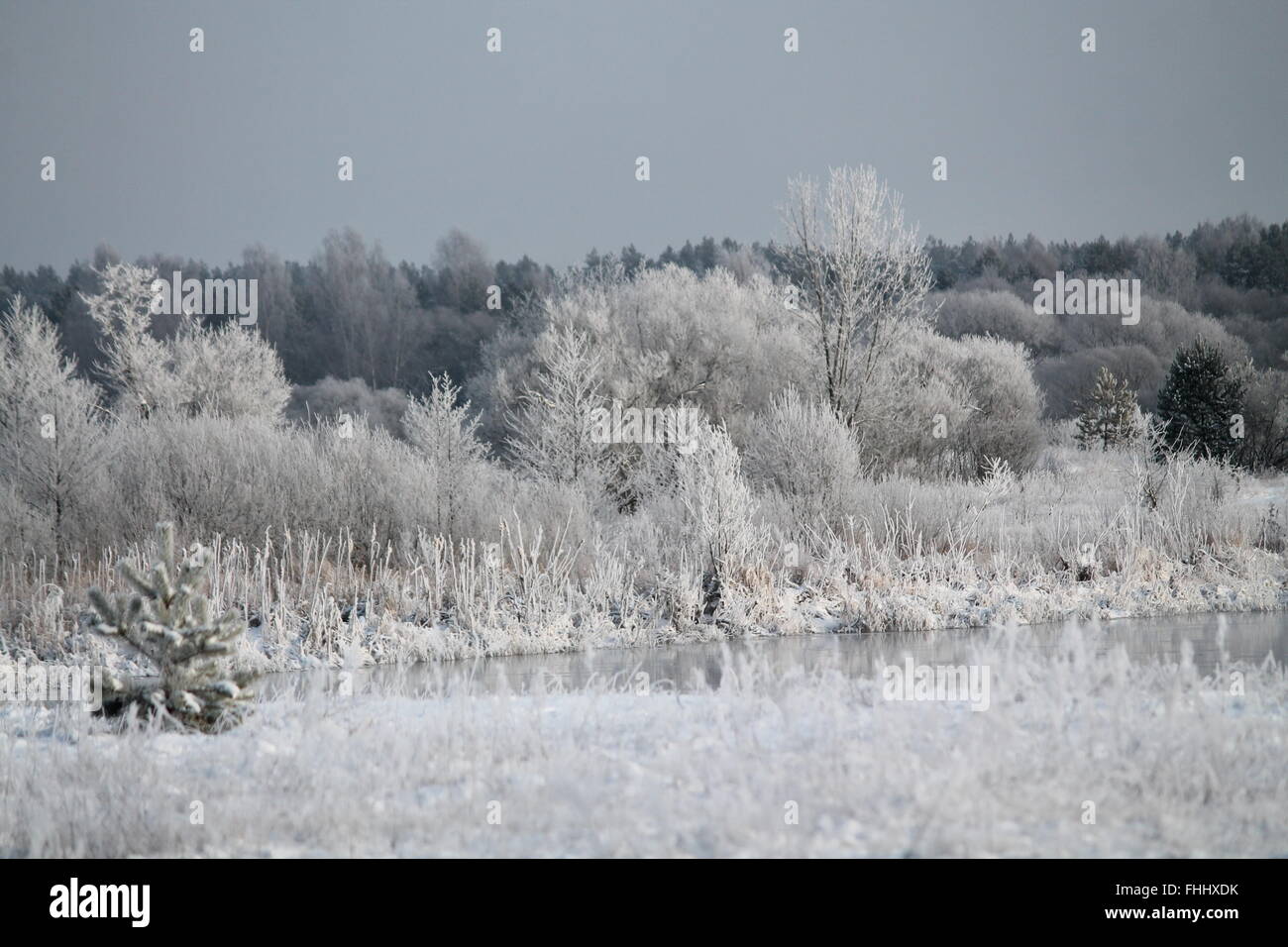Vista sul bosco invernale coperto shine rime sulla banca del fiume Foto Stock