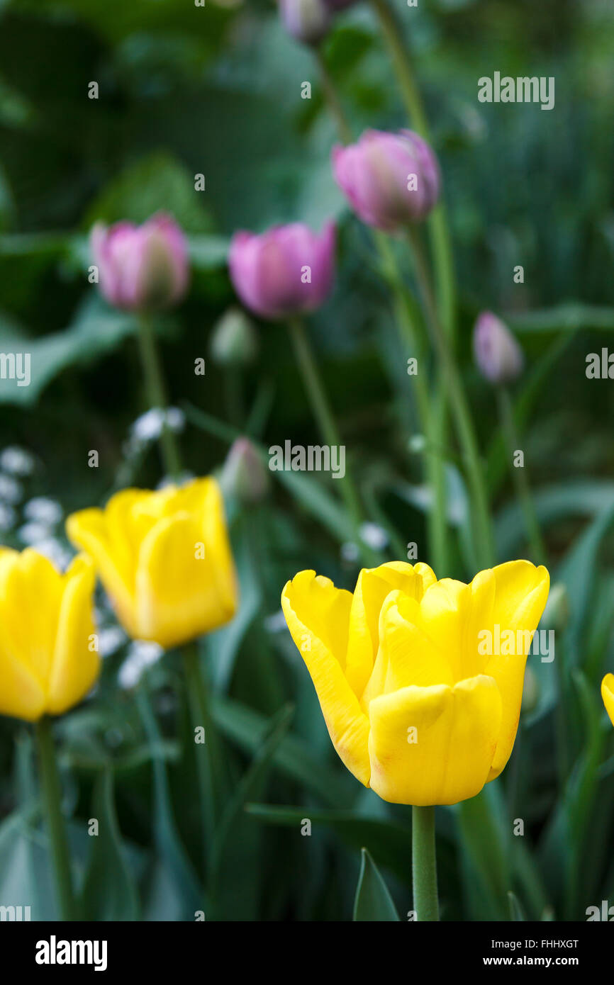 Tulipano giallo su sfondo sfocato di tulipani Foto Stock