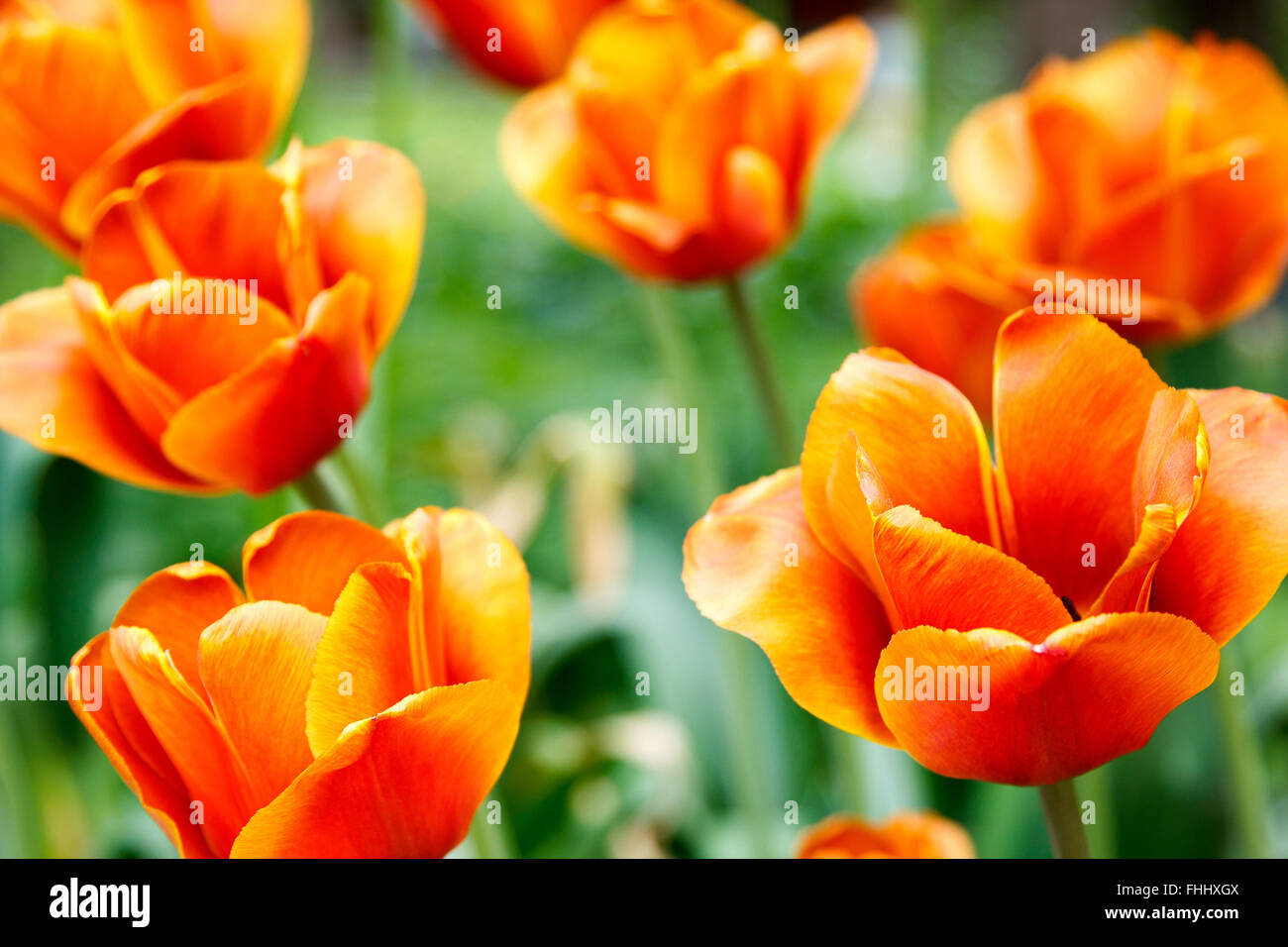 Fiery tulipani rossi su sfondo sfocato Foto Stock