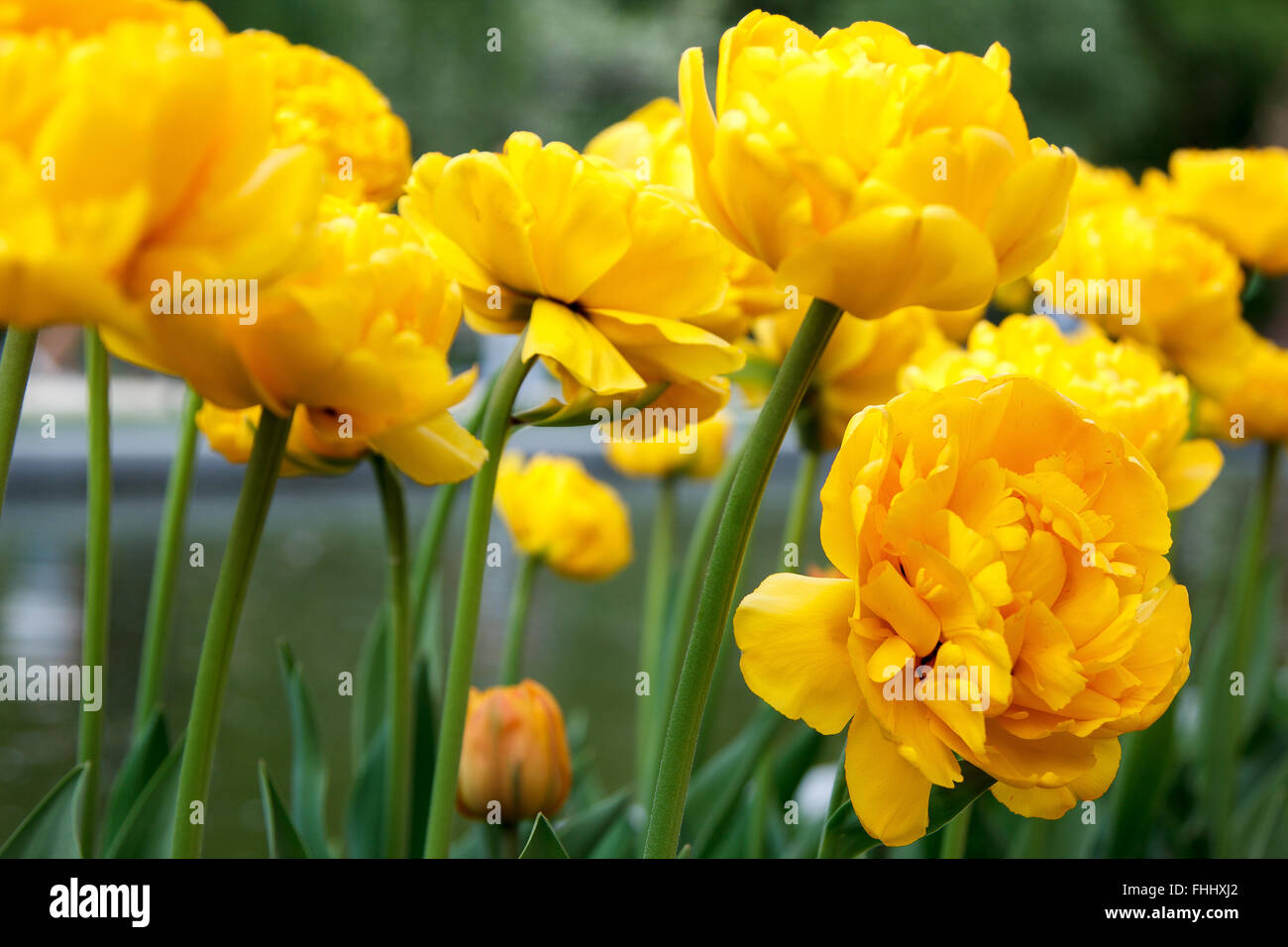 Sacco di tulipani gialli su uno sfondo sfocato Foto Stock