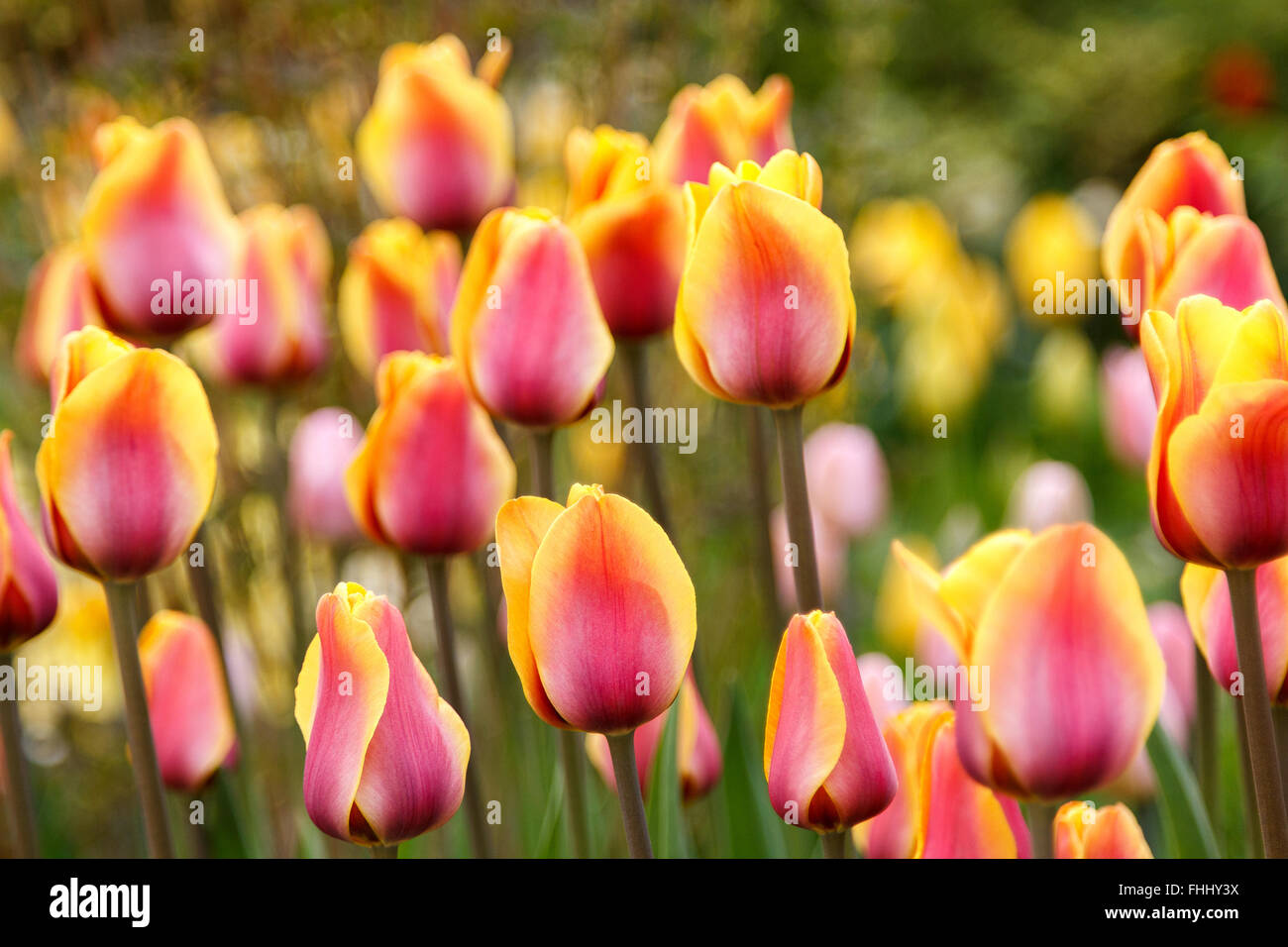 Più rosa in fiore e giallo a strisce colorate i tulipani Foto Stock