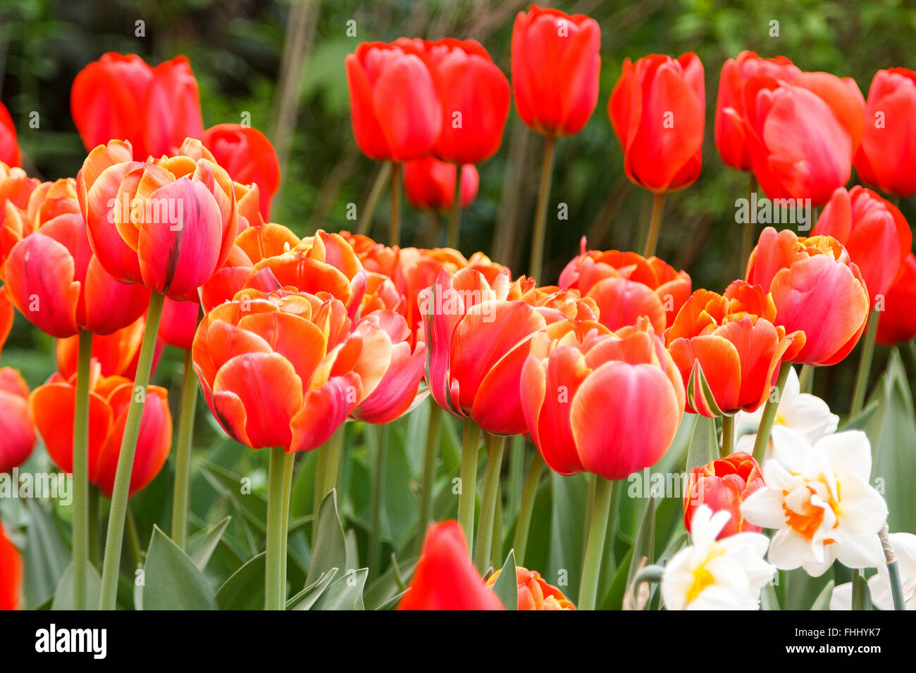 Fiery rosso-arancione tulipani su uno sfondo sfocato Foto Stock